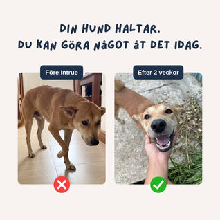 Intrue® Knästöd för hund