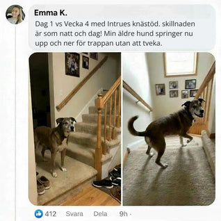 Intrue® Knästöd för hund