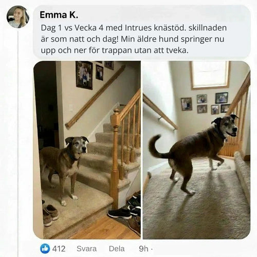 Intrue® Knästöd för hund