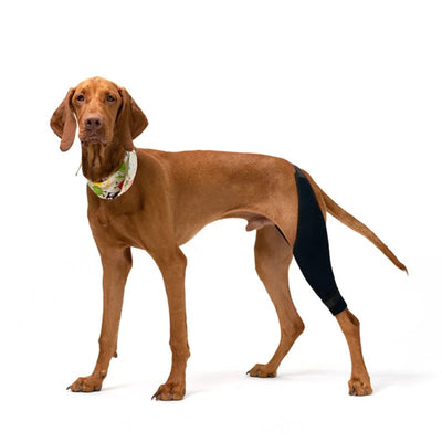 Intrue® Knästöd för hund