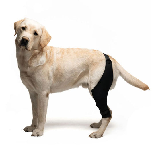 Intrue® Knästöd för hund