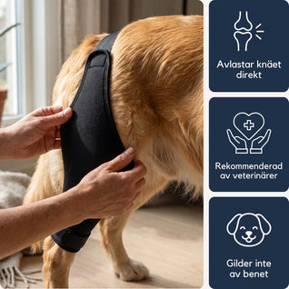 Intrue® Knästöd för hund
